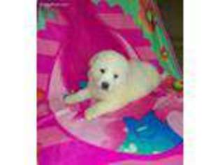 Great Pyrenees Puppy for sale in Pinon Hills, CA, USA