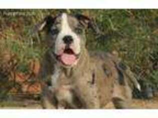 Alapaha Blue Blood Bulldog Puppy for sale in Newberry Springs, CA, USA
