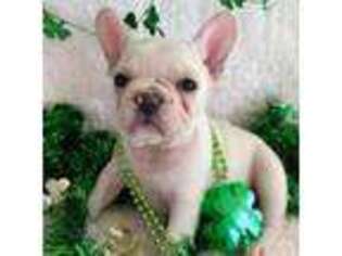 French Bulldog Puppy for sale in Islip Terrace, NY, USA