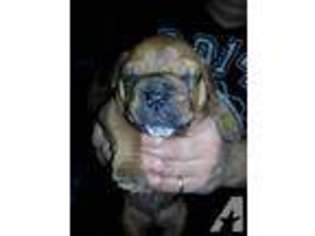 Bulldog Puppy for sale in BOONVILLE, NY, USA