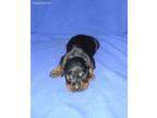 Doberman Pinscher Puppy for sale in Solon, ME, USA