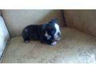 Boston Terrier Puppy for sale in SAN DIEGO, CA, USA