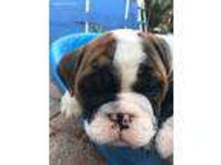 Bulldog Puppy for sale in Bokeelia, FL, USA