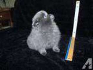 Pomeranian Puppy for sale in JEFFERSON, OH, USA