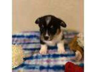 Pembroke Welsh Corgi Puppy for sale in Largo, FL, USA