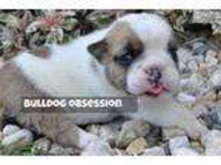 Bulldog Puppy for sale in Sioux Falls, SD, USA