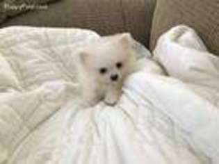 Pomeranian Puppy for sale in Melbourne, FL, USA