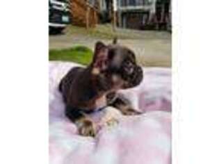 French Bulldog Puppy for sale in University Place, WA, USA