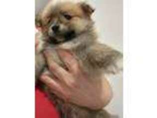 Pomeranian Puppy for sale in Mays Landing, NJ, USA