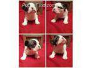 French Bulldog Puppy for sale in Ridgeland, WI, USA