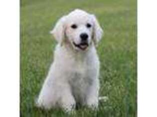 Mutt Puppy for sale in Wellman, IA, USA