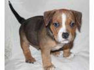 Mutt Puppy for sale in Danbury, CT, USA
