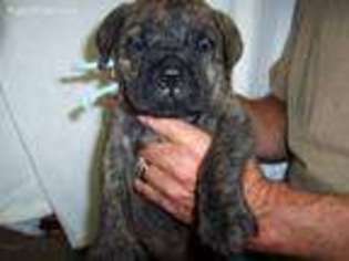Bullmastiff Puppy for sale in Dawson Springs, KY, USA