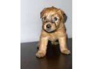Soft Coated Wheaten Terrier Puppy for sale in Blaine, WA, USA