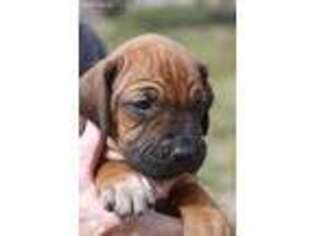 Rhodesian Ridgeback Puppy for sale in New Plymouth, ID, USA
