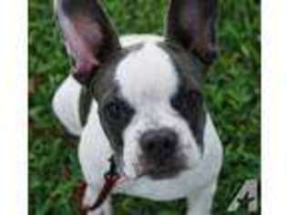 French Bulldog Puppy for sale in MATHIS, TX, USA