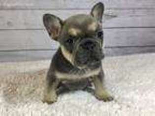 French Bulldog Puppy for sale in Dora, MO, USA