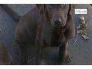 Labrador Retriever Puppy for sale in Tulsa, OK, USA