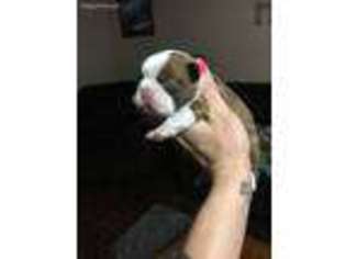 Boston Terrier Puppy for sale in Wilmer, AL, USA