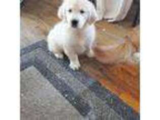 Mutt Puppy for sale in Monmouth, ME, USA