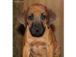 Rhodesian Ridgeback Puppy for sale in Burleson, TX, USA