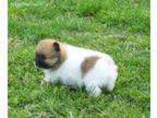 Pomeranian Puppy for sale in Miller, MO, USA