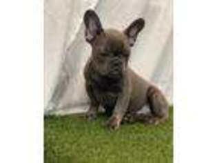 French Bulldog Puppy for sale in Ocean City, NJ, USA