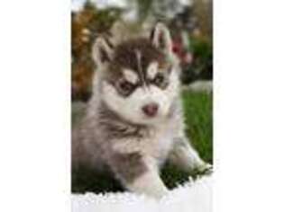 Siberian Husky Puppy for sale in Shipshewana, IN, USA