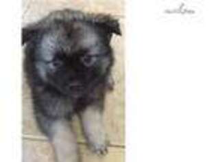 Keeshond Puppy for sale in Merced, CA, USA
