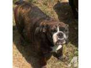 Bulldog Puppy for sale in NORTH VERNON, IN, USA
