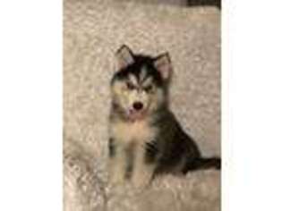 Siberian Husky Puppy for sale in Summerville, SC, USA