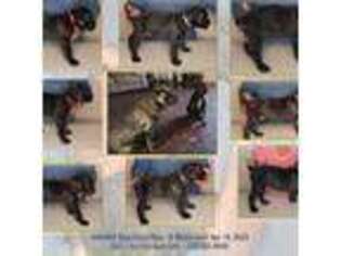Cane Corso Puppy for sale in Atoka, TN, USA
