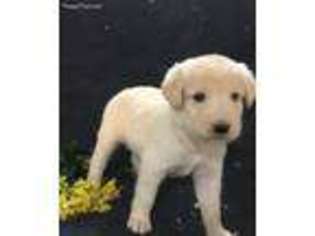 Shepadoodle Puppy for sale in Grass Lake, MI, USA