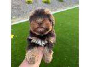 Yorkshire Terrier Puppy for sale in Calimesa, CA, USA