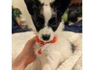 Papillon Puppy for sale in Austin, TX, USA