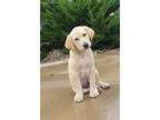 Labrador Retriever Puppy for sale in Coalgate, OK, USA