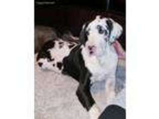 Great Dane Puppy for sale in Springfield, OH, USA