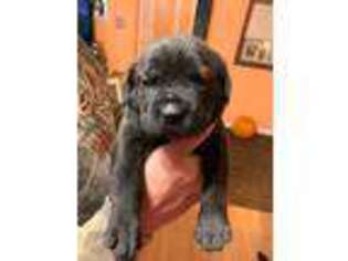 Cane Corso Puppy for sale in Carrollton, GA, USA