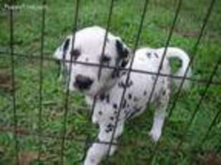 Dalmatian Puppy for sale in Mulberry, FL, USA