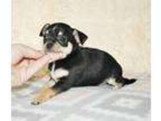 Chihuahua Puppy for sale in Elk Grove, CA, USA