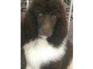Mutt Puppy for sale in Puryear, TN, USA