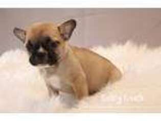 French Bulldog Puppy for sale in Berryville, AR, USA