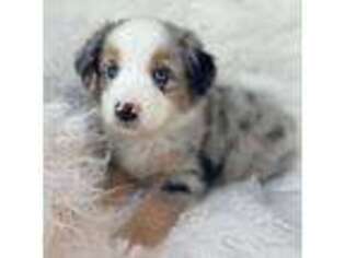 Miniature Australian Shepherd Puppy for sale in Richland, PA, USA