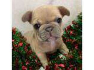 French Bulldog Puppy for sale in Fort Morgan, CO, USA