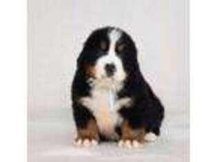 Bernese Mountain Dog Puppy for sale in Miami, FL, USA
