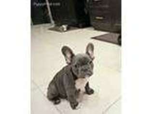 French Bulldog Puppy for sale in Grand Forks, ND, USA