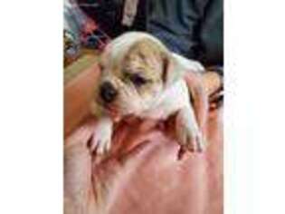 Olde English Bulldogge Puppy for sale in Bay City, MI, USA