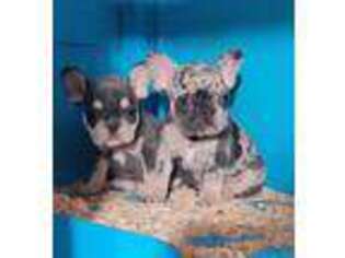 French Bulldog Puppy for sale in Shirley, NY, USA