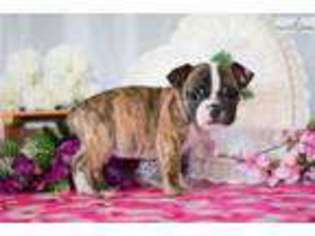 Beabull Puppy for sale in Youngstown, OH, USA