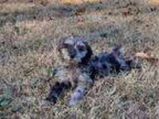 Cock-A-Poo Puppy for sale in Taylor, AR, USA